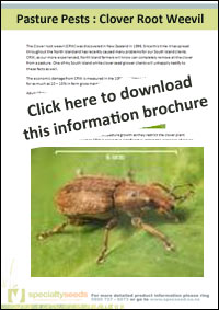 Clover Root Weevil