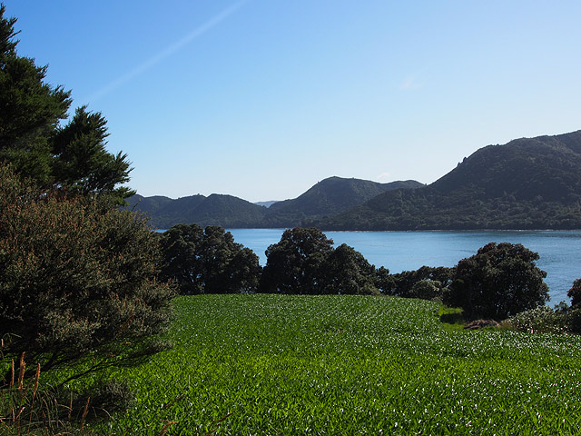 Corson Maize paddock - Te Kaha  - Opotiki