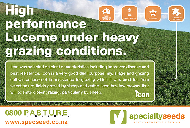 Click here for more information on Icon Lucerne from Specialty Seeds