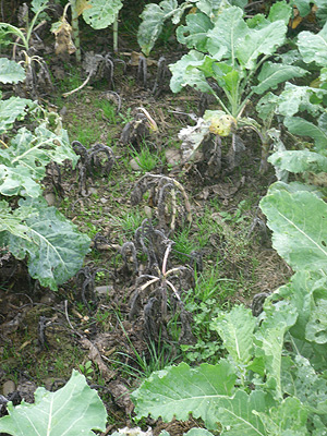 Kale suffering from Dry rot