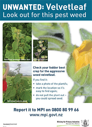 Download the Velvetleaf Poster for more information