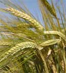 Forage Cereals - Barley