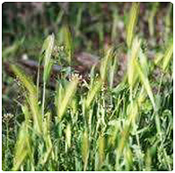 Download: Identifying Pasture Weeds