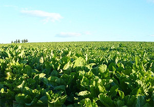 Corka Kale - Leaf aplenty in a South Canterbury 'Corka Kale' crop