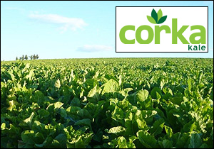 Corka Kale crop