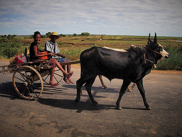 Cow and Cart