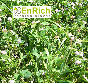 Devour / Enrich Seed Mix