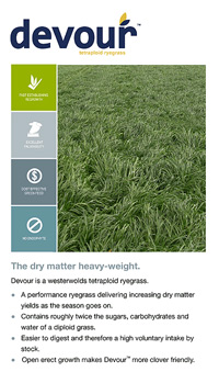 Click here to see more information about Devour Tetraploid ryegrass