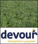Devour Annual Tetraploid Ryegrass