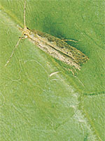 Diamond Back Moth - Please click here for other Pasture Pests