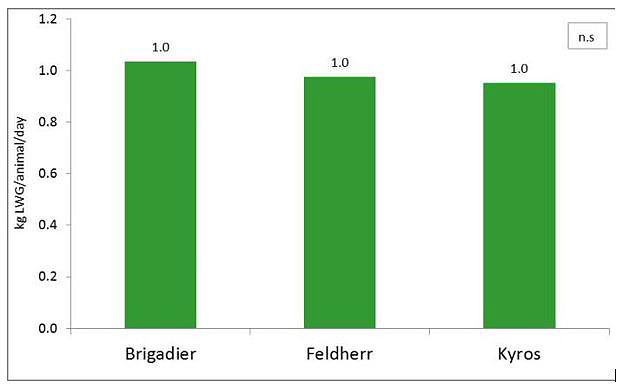 Fodder beet beef cattle - trial results