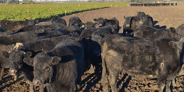 Beef cattle in fodder beet