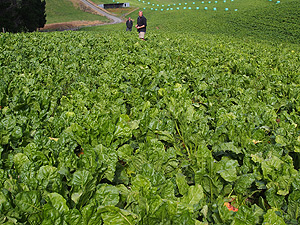 Fodder beet paddock