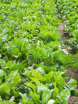 Download the new Fodder beet grazing guide