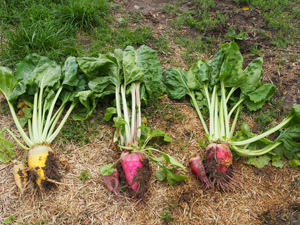 Fodder beet