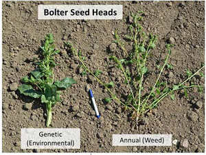 Download the Fodder beet bolters leaflet