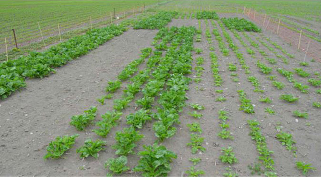 Fodder beet trial plot