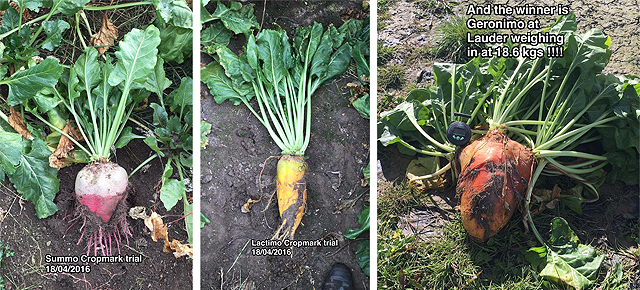 Fodderbeet trial 04 16