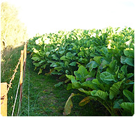 Download: How to measure a Brassica Crop