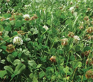 Download the Legacy White Clover brochure