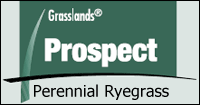 Click here to contact us for more information about Prospect Perennial Ryegrass