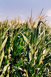 Maize