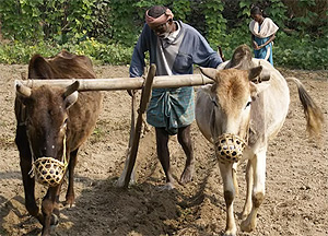 Click here to read  about Improving a farmer's lot in Nepal