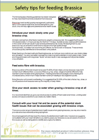 Click here to download Safety tips for feeding brassica