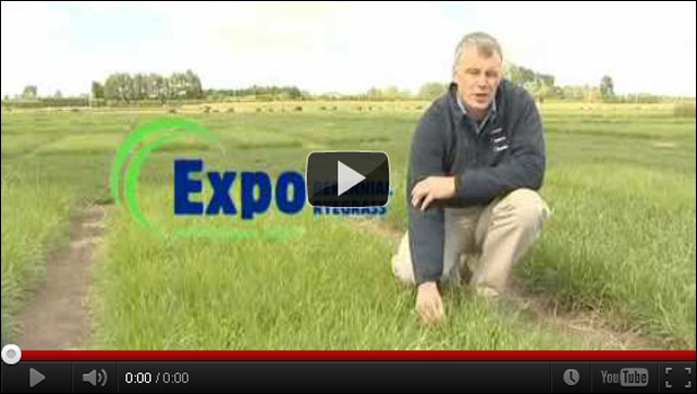 Click here to watch this YouTube video on Expo AR1 ryegrass