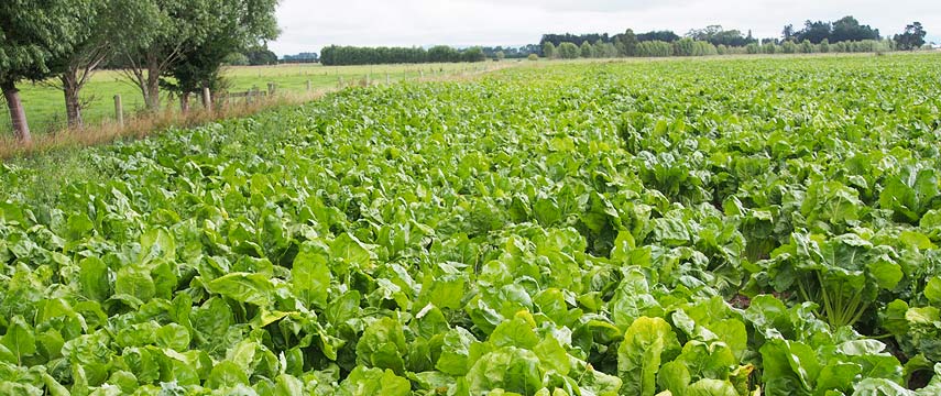 header-fodderbeet2