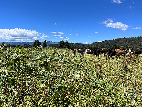 regenerative pasture mix